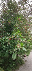 Crataegus