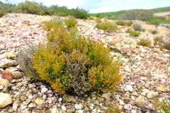Drosanthemum zygophylloides