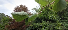 Crataegus