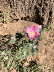Rosa bridgesii