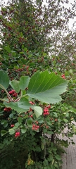 Crataegus