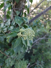 Hedera helix