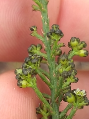 Thesium nigroperianthum