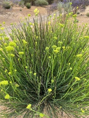 Glischrocaryon aureum