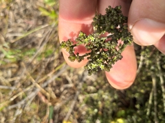 Thesium nigroperianthum