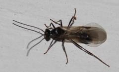 Myrmicaria nigra