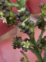 Thesium nigroperianthum