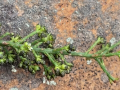 Thesium nigroperianthum