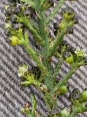 Thesium nigroperianthum