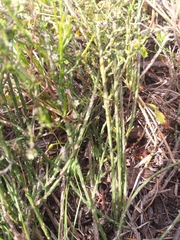 Thesium nigroperianthum