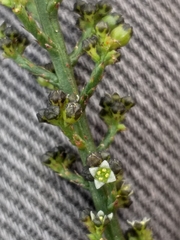Thesium nigroperianthum