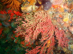 Melithaea rubra