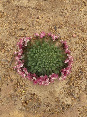 Lechenaultia macrantha