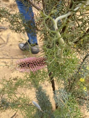 Grevillea paradoxa
