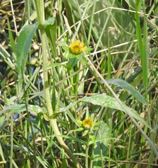 Bidens cernua