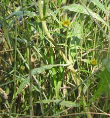 Bidens cernua