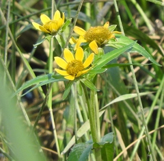 Bidens cernua