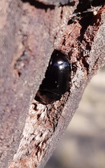 Paropsisterna angustipes