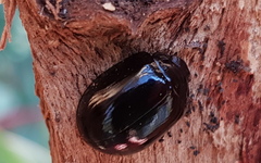 Paropsisterna angustipes