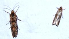 Compsoctena