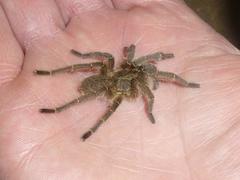 Harpactirinae