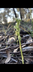 Pterostylis mutica