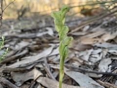 Pterostylis mutica