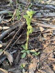 Pterostylis mutica