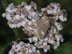 Udea alpinalis