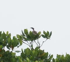 Philemon buceroides yorki