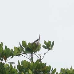 Philemon buceroides yorki
