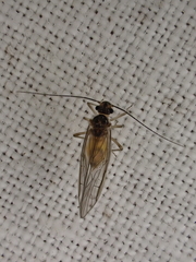 Stenopsocus stigmaticus