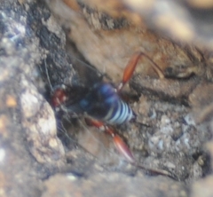 Pimpla marginella