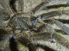 Harpactirinae