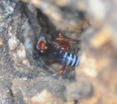 Pimpla marginella