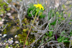Senecio bulbinifolius