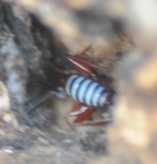 Pimpla marginella