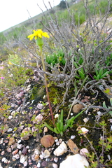 Senecio bulbinifolius