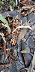 Clavulina tasmanica