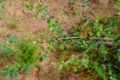 Aspalathus latifolia