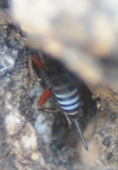 Pimpla marginella
