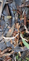 Clavulina tasmanica