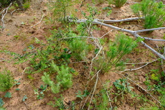 Aspalathus latifolia