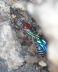 Pimpla marginella