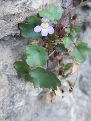 Cymbalaria muralis