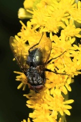Melinda gentilis