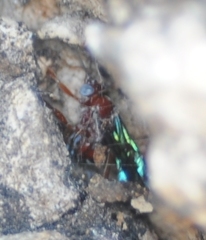 Pimpla marginella