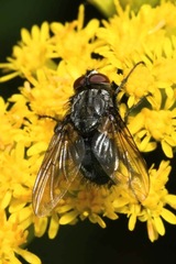 Melinda gentilis