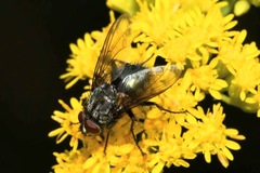 Melinda gentilis
