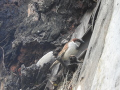 Passer domesticus